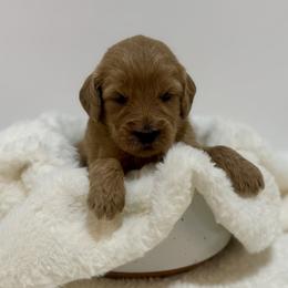 Beatrix - Apricot female Goldendoodle puppy in Kenansville, North Carolina from J+A Family Doodles