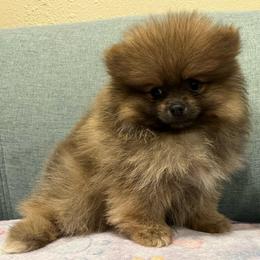 Petro - full AKC registration - Orange sable male Pomeranian puppy in Jefferson City, Missouri from MJ’s Pomeranians