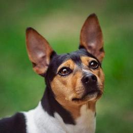 Sin - Rat Terrier