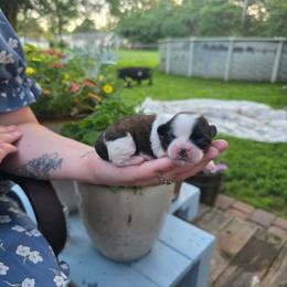 Boy2 - Brindle and white male Shihpoo puppy in Eldon, Missouri from B&B Designer Shihpoo’s