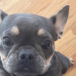 French Bulldogs from HUNCHOS EXOTIC BLOODLINES