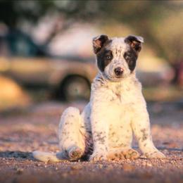 Poppy - Blue mottled female Australian Cattle Dog puppy in Marana, Arizona from Impact 3rd Australian Cattle Dogs