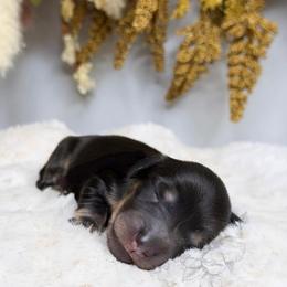 Atlas - Black and cream male Dachshund puppy in Redding, California from Jean & Mae Doxies