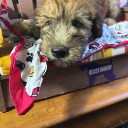 Albert - Wheaten male Soft Coated Wheaten Terrier puppy in Gladewater, Texas from Felicias Swheaties