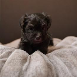 Chocolate female light purple female - Chocolate female Havanese puppy in Medina, Ohio from Momma's Minis