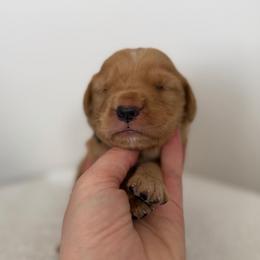 Male 5, Black Collar - Golden male Golden Retriever puppy in Utah from Deseret Peak Goldens