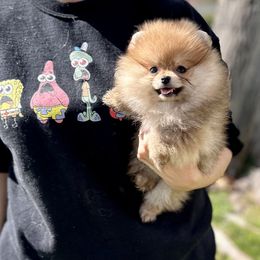 French Bulldogs and Pomeranians from Sugarbomb