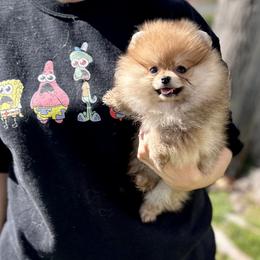 French Bulldogs and Pomeranians from Sugarbomb