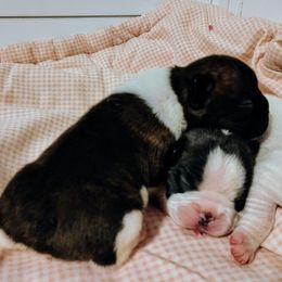 Boy 2 - White and brindle male French Bulldog puppy in Cleveland, Ohio from Pleasant Valley French Bulldogs