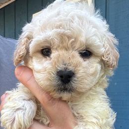 Penny - Cream female Maltipoo puppy in Alexander, Arkansas from Durham's Designer Poos