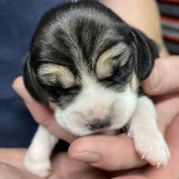 Girl 2 - Beagle puppy from Trevillian Beagles