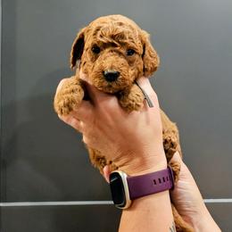 Pleakley - Red  male Goldendoodle puppy in Forest, Ohio from Mini Doodle Buddies