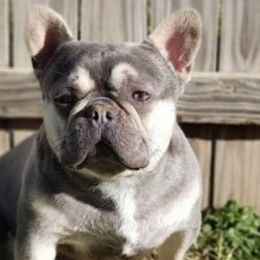 French Bulldogs from Brandi Nance's French Bulldogs