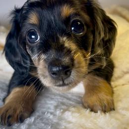 Scarlett - Dapple female Dachshund puppy in Jena, Louisiana from Amy’s Mini Doxies