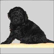 Serena Williams - Black Barbet puppy in New Bedford, Massachusetts from Barbie's Barbets