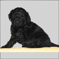 Serena Williams - Black Barbet puppy in New Bedford, Massachusetts from Barbie's Barbets