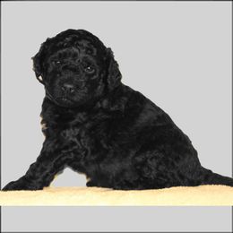 Serena Williams - Black Barbet puppy in New Bedford, Massachusetts from Barbie's Barbets
