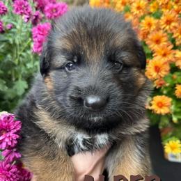 Alder - Black and red male German Shepherd puppy in Graham, Washington from Wildeflecken Shepherds