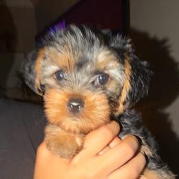 Girl 1 - Black and tan female Yorkshire Terrier puppy in Chino Hills, California from Chino Hills Yorkies
