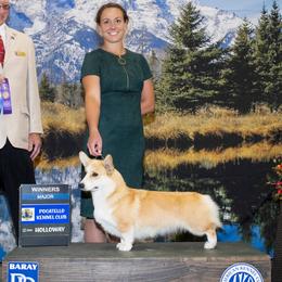 Doris - Pembroke Welsh Corgi