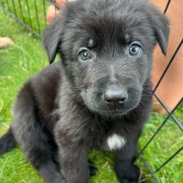 Pepe Le Pew - Black male German Shepherd puppy in New Holstein, Wisconsin from Bolwerk’s 3B Acres
