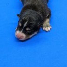 Pomsky Puppies from Our Pomsky Yard