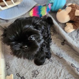 Shih Tzu puppies from Duggers Shih Tzu