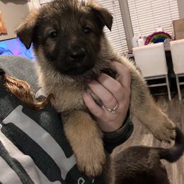 Girl 3 - Sable German Shepherd puppy in Austin, Texas from Vom Haus Roman