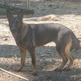 Legacy - Sable female German Shepherd puppy in Murray, Kentucky from Froschwald German Shepherds and Xanadu Teddy Roosevelt Terriers