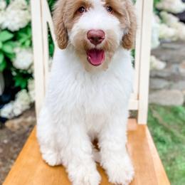 Goldendoodle Puppies from Cane Creek Goldendoodles