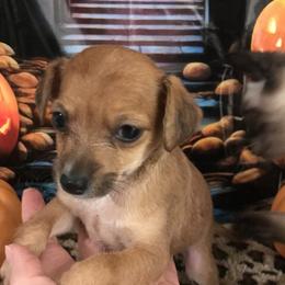 Boy 2 - male Chihuahua puppy in Mesa, Arizona from Sun Valley Chihuahuas & Malinois