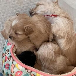 Maltese, Morkies, and Yorkshire Terriers from Little Paws Nursery