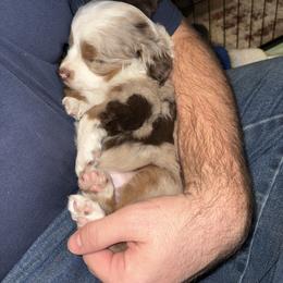 Miniature Australian Shepherd Puppies from Mid-Plains Mini Aussies