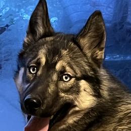 Timber  - Siberian Husky
