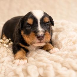 Sequoia - Black tri male Miniature Australian Shepherd puppy in Macomb, Missouri from Show Me MO Aussies