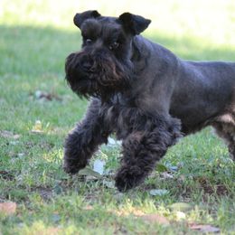 Brock's Miniature Schnauzer - Black male Miniature Schnauzer puppy in Greensburg, Louisiana from Brock’s  Miniature Schnauzers