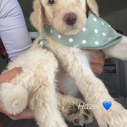Hazel - Cream male Assorted Doodle Crosses puppy in Port Saint Lucie, Florida from Sommerdoodle