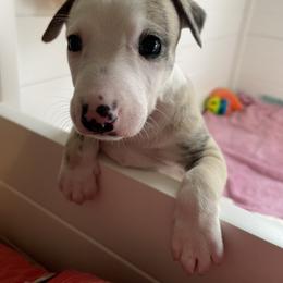 Whippet Puppies from Phoenix Whippets