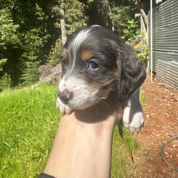 Girl 2 - Piebald female Dachshund puppy in Stockton, California from Royalty Weenies