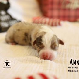 Annie - RMF1 - Red merle female Miniature Australian Shepherd puppy in Nacogdoches, Texas from TK Standard, Mini, & Toy Aussies