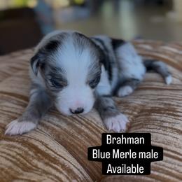 Brahman - Blue merle male Miniature Australian Shepherd puppy in Cave Creek, Arizona from Arizona Aussies
