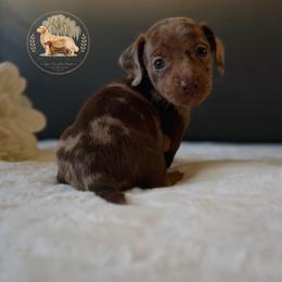 Grace - Dapple female Dachshund puppy in Lumber City, Georgia from Willow Run LLC