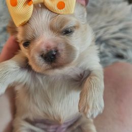 Girl 1 - Cream and white female Shih Tzu puppy in Sanger, California from Trinity Shihtzu's So Calif