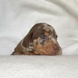 Dachshund Puppies from Weenie Bros