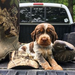 English Springer Spaniel Puppies from Roan Creek Kennels