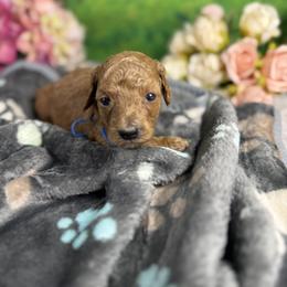 Daisy - Red  female Goldendoodle puppy in Lake Panasoffkee, Florida from Donnas Deluxe Doodles LLC