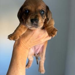 Coral - Dapple female Dachshund puppy in Aubrey, Texas from Mims Mini Dachshunds