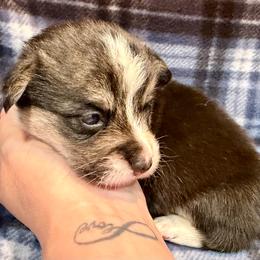 Male 2 - Black and tan male Pembroke Welsh Corgi puppy in Thornton, New Hampshire from Dinger’s Dogs