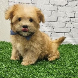 Wilson - Gold male Morkie puppy in Monticello, Iowa from Ashley’s Puppies