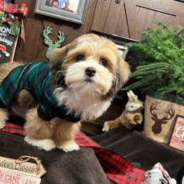 Havanese Puppies from Homeward Havanese, LLC